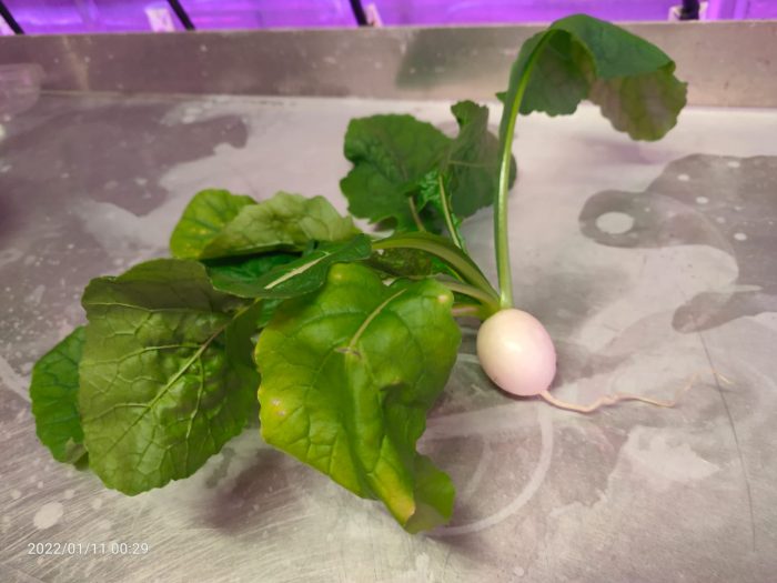 Hakurei Baby Turnip Accufarms Hakurei Baby Turnip Accufarms