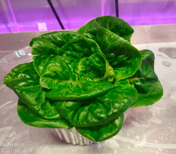 Little Gem Bibb Lettuce Accufarms Little Gem Bibb Lettuce Accufarms