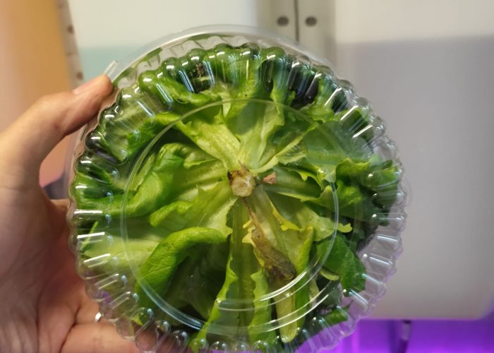 Whole Head in A Box 2 Accufarms Whole Head in A Box 2 Accufarms